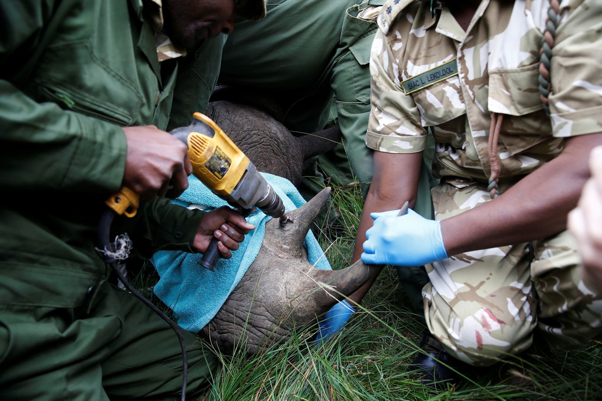 Fotogalerie / Jak se přesouvá nosorožec v Keňi / Reuters / 5