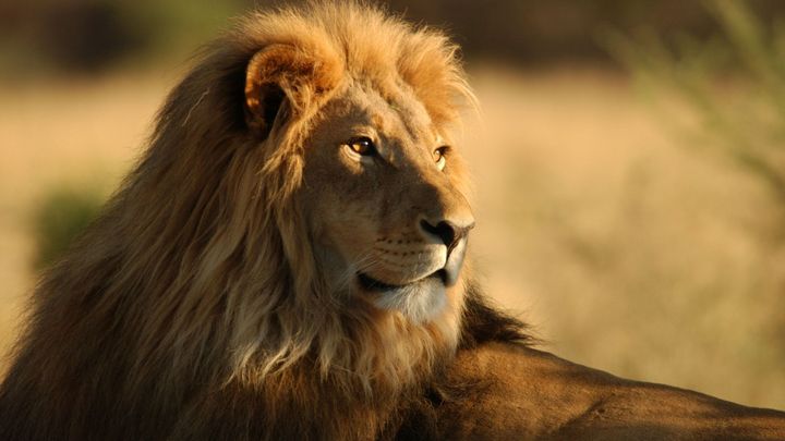 Zoopark ve Zvoli, kde policie zastřelila lva, měl problémy už dřív. A nemá povolení; Zdroj foto: Thinkstock