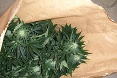 Rakouská policie našla při kontrole půl tuny marihuany