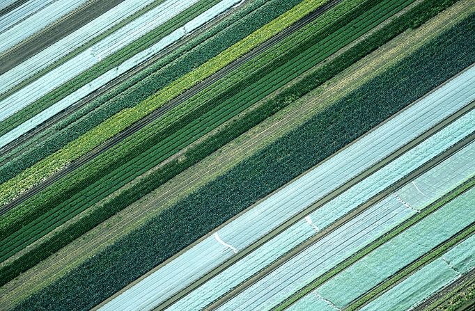 Aerial View of Agricultural Landscape Above, Abstract, Aerial View, Agriculture, Backgrounds, Balance, Beauty In Nature, Below, Blue, Built Structure, Cabbage, Cereal Plant, Color Image, Colors, Composition, Copy Space, Crop, Cultivated, Cultivated Land, Directly Above, Environment, Farm, Field, Flying, Food, Freshness, Fruit, Grass, Green - Color, Growth, High Angle View, High Up, Horizontal, In A Row, Land, Land Feature, Landscape, Landscaped, Looking At View, Looking Through Window, Nature, Non-Urban Scene, Onion, Outdoors, Patchwork Landscape, Pattern, Photography, Plant, Plant Environment, Rural Scene, Scenics, Season, Striped, Summer, Symbol, Symmetry, Textured, Vegetable, Yellow