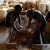 kakao kakaovník farmář sklizeň