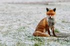Myslivec tvrdí, že ho při lovu postřelila liška