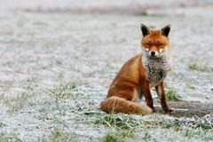 Myslivec tvrdí, že ho při lovu postřelila liška