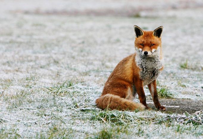 Liška obecná (Vulpes vulpes)