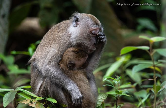 Finalisté soutěže Comedy Wildlife Photography Awards 2022