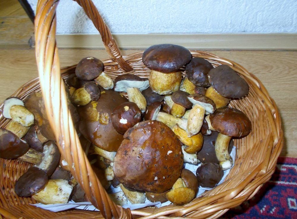 Houby 2016 - Miluše Břízová
