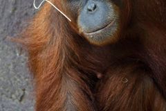 Do Zoo Praha dorazil mladý orangutan i jeho máma