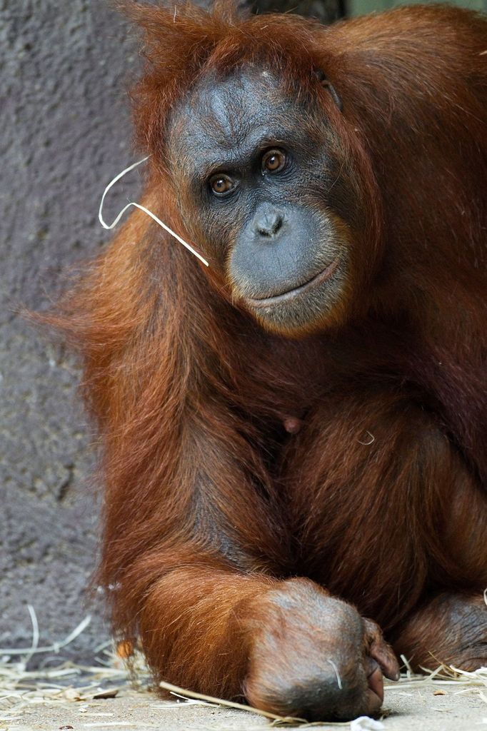 Samička Mawar a její syn Gempa jsou nové přírůstky pražské Zoo