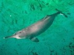 Zmizel delfínovec čínský opravdu definitivně?