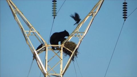 Medvěd vylezl na stožár elektrického vedení a nemohl slézt
