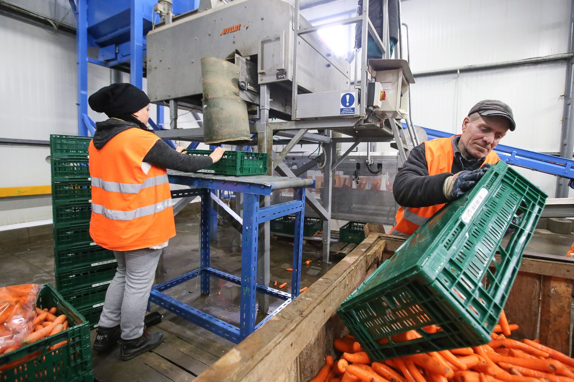 Křivá zelenina, 2. jakost, Odbytové družstvo Polabí - dodavatel zeleniny pro Tesco