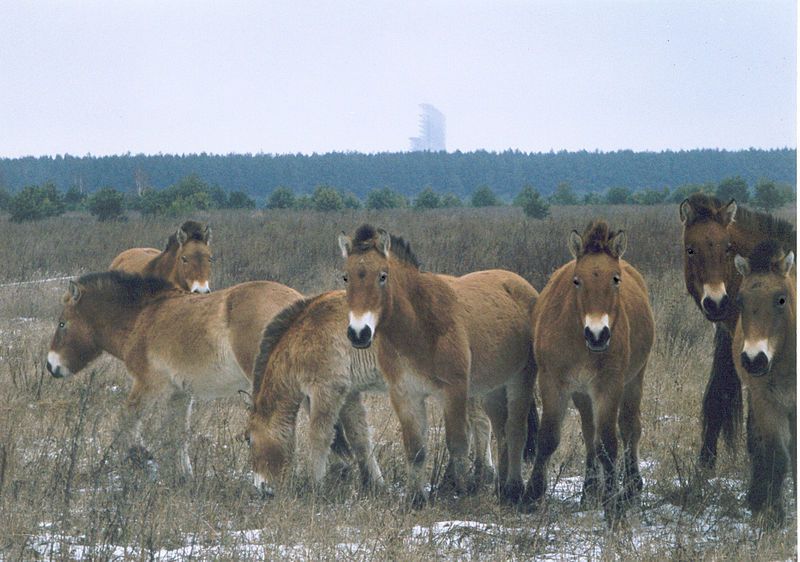 kůň, Černobyl