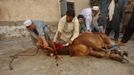 Afghans living in Pakistan slaughter a cow to celebrate Eid al-Adha in the outskirts of Peshawar October 26, 2012. Muslims around the world celebrate the Islamic festival Eid al-Adha by slaughtering sheep, goats, cows and camels to commemorate Prophet Abraham's willingness to sacrifice his son Ismail on God's command. REUTERS/Fayaz Aziz (PAKISTAN - Tags: ANIMALS RELIGION) Published: Říj. 26, 2012, 10:53 dop.