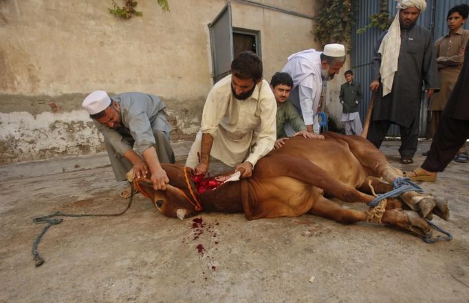 Afghans living in Pakistan slaughter a cow to celebrate Eid al-Adha in the outskirts of Peshawar October 26, 2012. Muslims around the world celebrate the Islamic festival Eid al-Adha by slaughtering sheep, goats, cows and camels to commemorate Prophet Abraham's willingness to sacrifice his son Ismail on God's command. REUTERS/Fayaz Aziz (PAKISTAN - Tags: ANIMALS RELIGION) Published: Říj. 26, 2012, 10:53 dop.