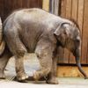 Slůně v ostravské ZOO