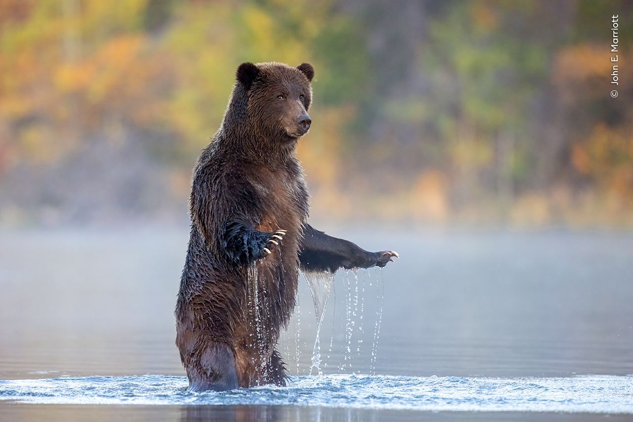 Wildlife Photographer of the Year 2023. Snímky nominované na cenu veřejnosti People Choice Award