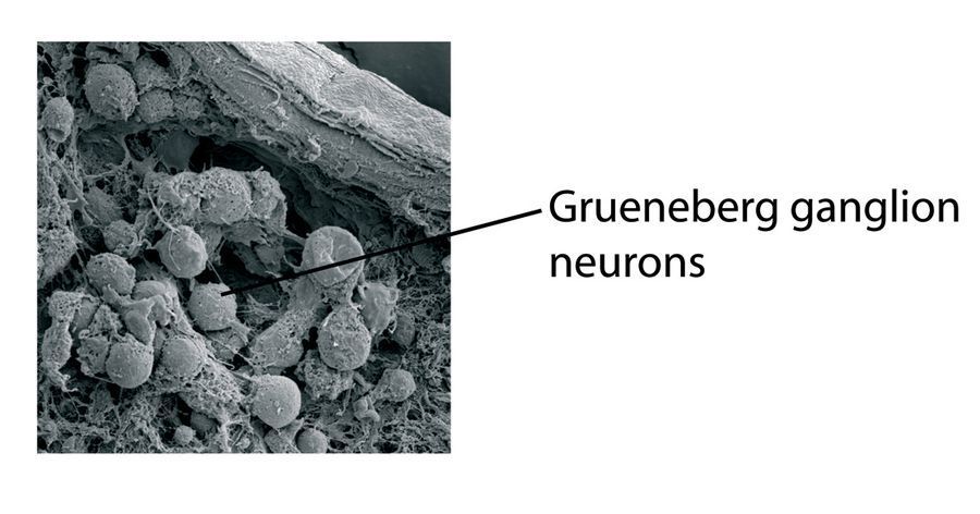 Neurony v Grünebergově uzlině.