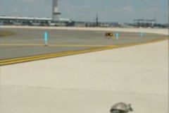 Želvy ochromily letiště v New Yorku, vyrazily na pláž