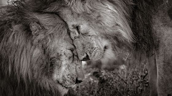 V galerii najdete pět snímků, které se divákům na výstavě Wildlife Photographer of the Year nejvíce líbí.