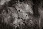 Cenu za nejoblíbenější snímek přírody získal Brit David Lloyd a jeho mladí lvi