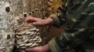 Employee Mikhail Pokatilov holds oyster mushrooms, or the Veshenka mushrooms or Pleurotus Ostreatus, inside a private mushroom farm in the settlement of Beryozovka outside Krasnoyarsk, May 16, 2012. The farm is the only cultivator and supplier of oyster mushrooms in the region. Oyster mushrooms lower cholesterol levels and reduce the risk of oncological diseases, according to farm co-owner Sergei Murunov. REUTERS/Ilya Naymushin (RUSSIA - Tags: AGRICULTURE SOCIETY) Published: Kvě. 16, 2012, 3:03 odp.