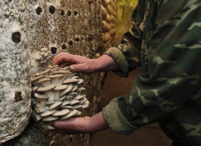 Employee Mikhail Pokatilov holds oyster mushrooms, or the Veshenka mushrooms or Pleurotus Ostreatus, inside a private mushroom farm in the settlement of Beryozovka outside Krasnoyarsk, May 16, 2012. The farm is the only cultivator and supplier of oyster mushrooms in the region. Oyster mushrooms lower cholesterol levels and reduce the risk of oncological diseases, according to farm co-owner Sergei Murunov. REUTERS/Ilya Naymushin (RUSSIA - Tags: AGRICULTURE SOCIETY) Published: Kvě. 16, 2012, 3:03 odp.