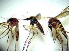 Riziko poštípání komárem je možné snížit omezením pobytu venku po západu slunce, kdy je aktivita komárů nejvyšší.