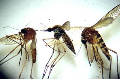 Moskyti přenášející malárii