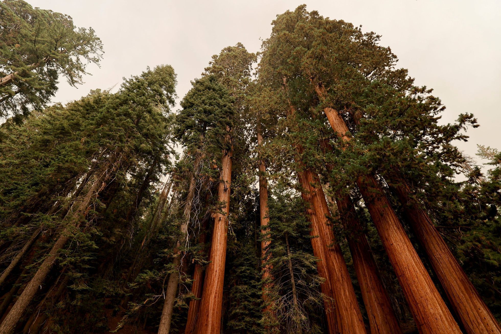 Národní park Sequoia