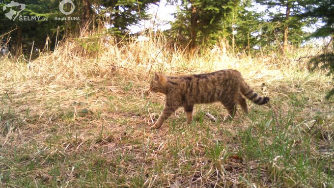 Genetická analýza potvrdila výskyt kočky divoké u Dobříše. Považovala se za vyhynulou