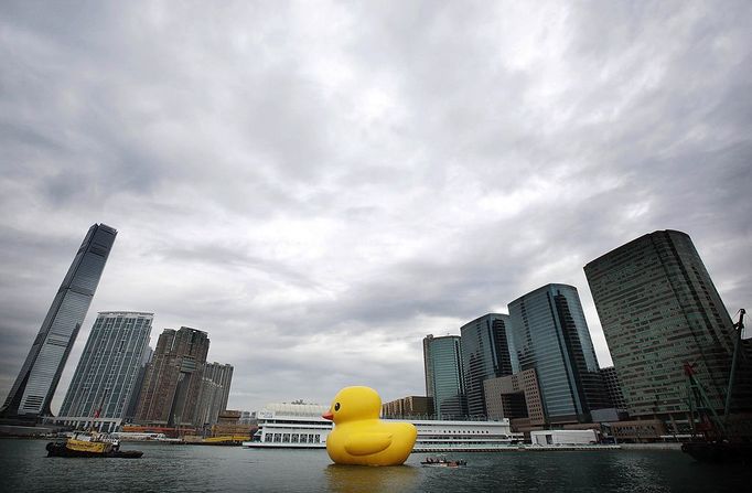 Florentijn Hofman's Floating Duck Sculpture Arrives In Hong Kong HONG KONG - MAY 02: Dutch conceptual artist, Florentijin Hofman's Floating duck sculpture called "Spreading Joy Around the World", is moved into Victoria Harbour on May 2, 2013 in Hong Kong. The "Rubber Duck", which is 16.5 meters high, will be in Hong Kong from May 2 to June 9. Since 2007, "Rubber Duck" has been traveling to 10 countries and 12 cities. (Photo by Jessica Hromas/Getty Images)