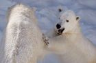 Přestaňte chránit lední medvědy, křičí Aljaška