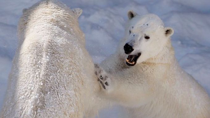Počet ledních medvědů se během čtyřiceti let zdvojnásobil, přesto je přísně chráněný
