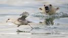 Fotografie ze soutěže Wildlife Photographer of the Year, které se utkají o cenu veřejnosti.