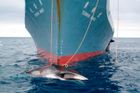 Experti jdou proti Japonsku. Lov velryb "pro vědecké účely" je nesmysl, vzkazují