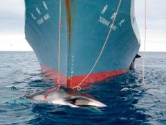 Snímky pořídila posádka lodi Ocean Viking, kterou vyslala australská vláda, aby sledovala japonské rybáře