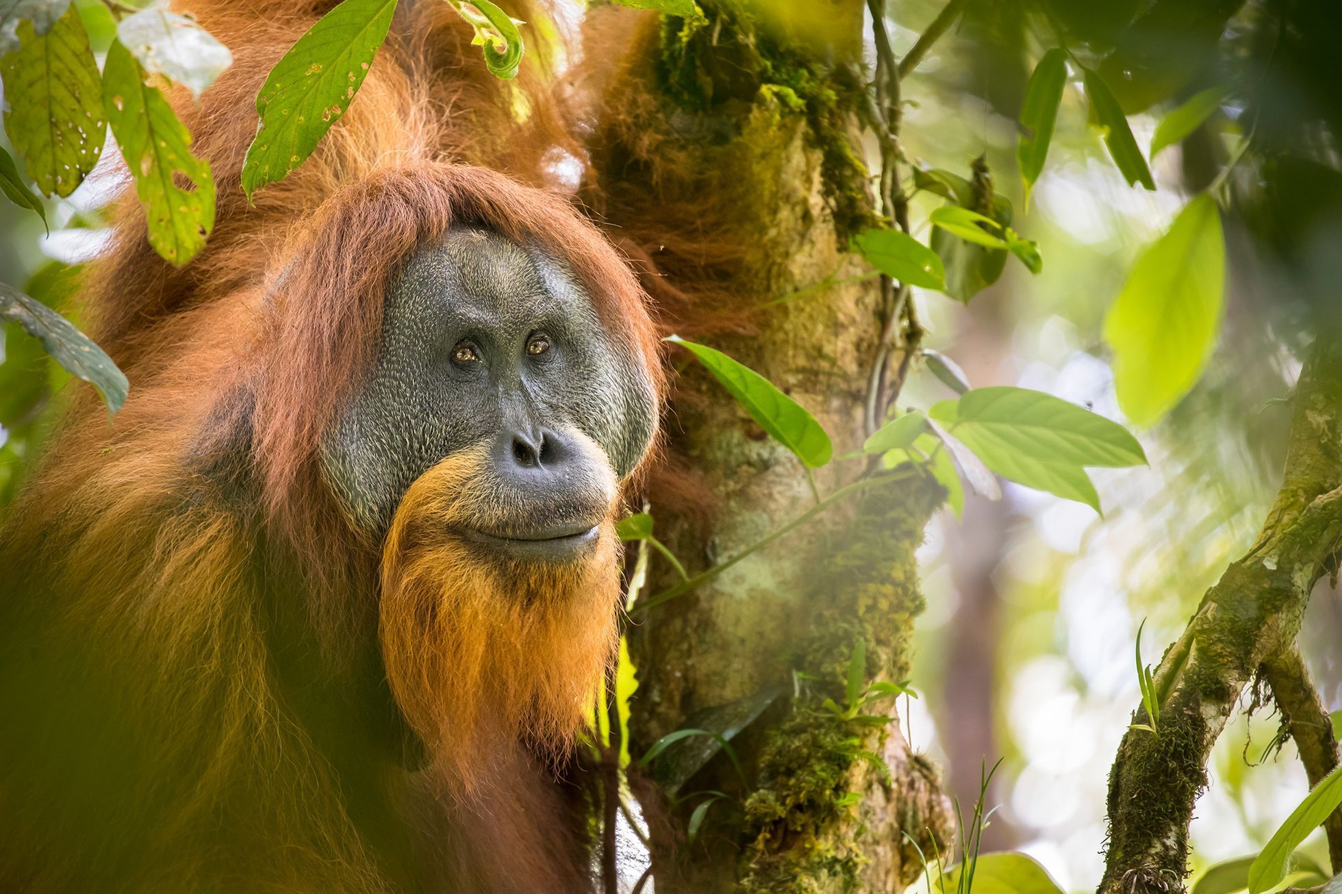 Nejlepší snímky přírody ze soutěže PA2F Environmental Photography Award