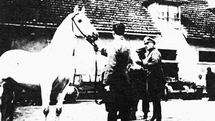 Jak Američané zachránili vzácné koně z Čech. Báli se, že Rudá armáda je hodí do kotle