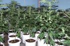 Zamčený zahradník se staral o marihuanu za 12 milionů