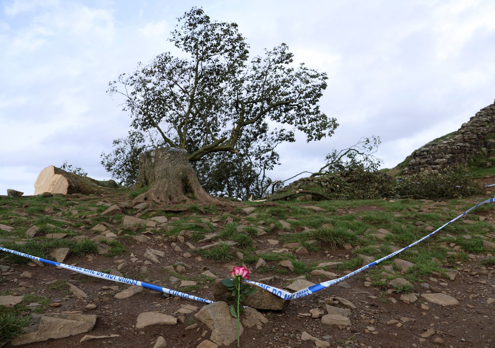 Sycamore gap, strom, Anglie