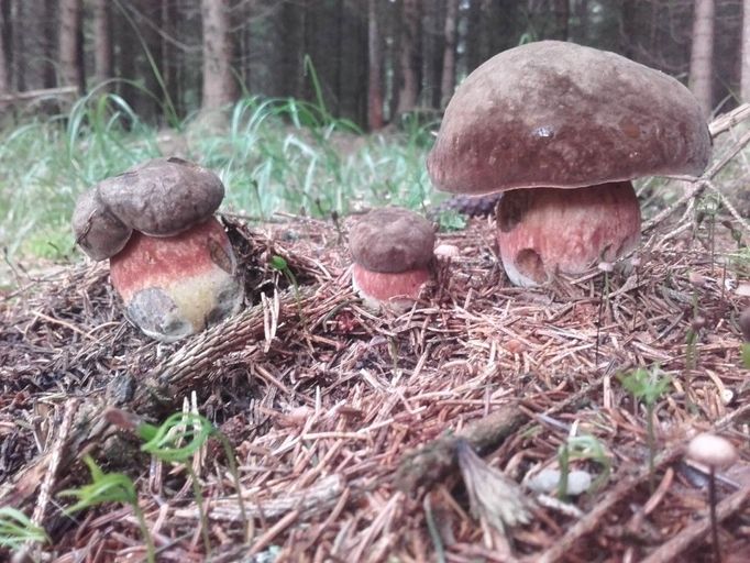 Foto hub z letošní sezony, lokalita Šumava, Jižní Čechy. S pozdravem František Zach.