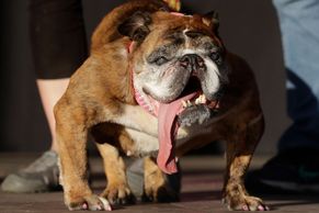 Foto: Toto je nejošklivější pes světa. Prohlédněte si i jeho konkurenty