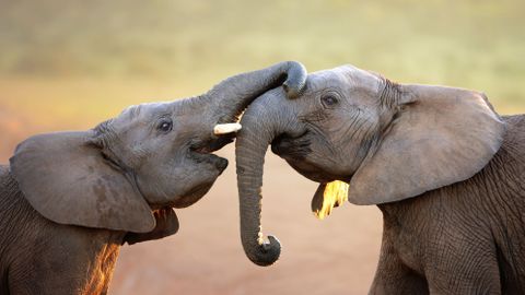 Čermák: Vláda krále videa začala u slonů v zoo