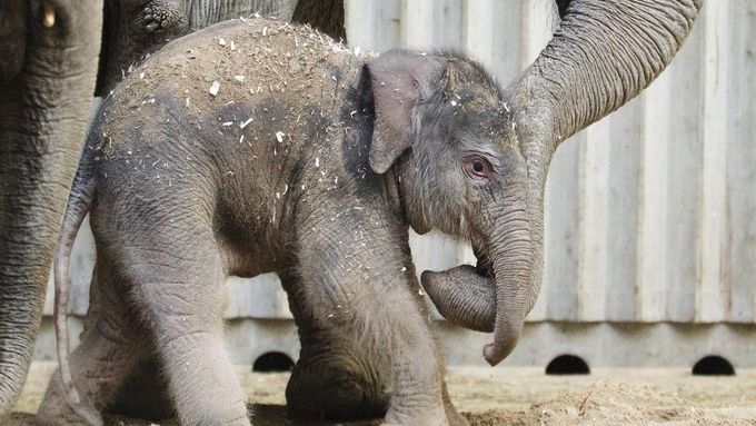 Letos v únoru se v ZOO narodila samička Sita, která se stala prvním sloním mládětem narozeným v pražské zahradě ve více než osmdesátileté historii zahrady.