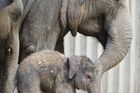 V pražské zoo uhynula mladá slonice Tonya