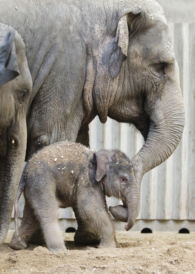 Letos v únoru se v ZOO narodila samička Sita, která se stala prvním sloním mládětem narozeným v pražské zahradě ve více než osmdesátileté historii zahrady.