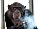 Reklama s šimpanzem vadí Africe. Firma ji stáhne