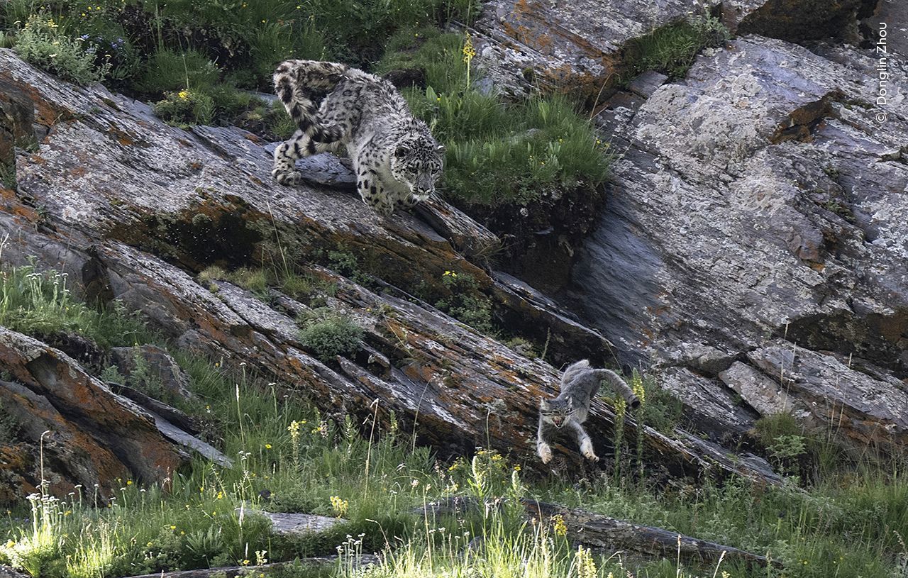 Fotografie ze soutěže Wildlife Photographer of the Year 2023