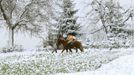 People ride on their horses past snow-covered trees near the Swiss town of Therwil, south of Basel, October 28, 2012. REUTERS/Arnd Wiegmann (SWITZERLAND - Tags: ENVIRONMENT SOCIETY ANIMALS) Published: Říj. 28, 2012, 11:36 dop.