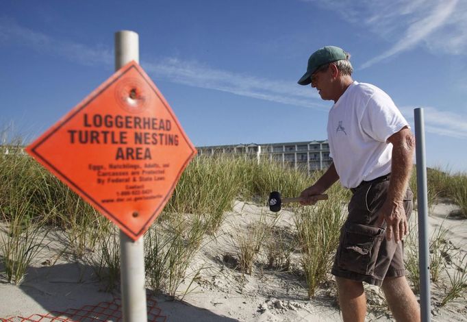 South Carolina United Turtle Enthusiasts (SCUTE), head coordinator Jeff McClary uses signs and fencing to mark a Loggerhead turtle nest on Litchfield Beach, South Carolina August 9, 2012. Turtle volunteers walk the area's beaches along South Carolina's coast daily during the nesting season, looking for signs of turtle activity and keeping tabs on the progress of the endangered species of turtles that lay their eggs along the coast. Photo taken August 9, 2012. REUTERS/Randall Hill (UNITED STATES - Tags: ANIMALS ENVIRONMENT) Published: Srp. 21, 2012, 12:52 odp.